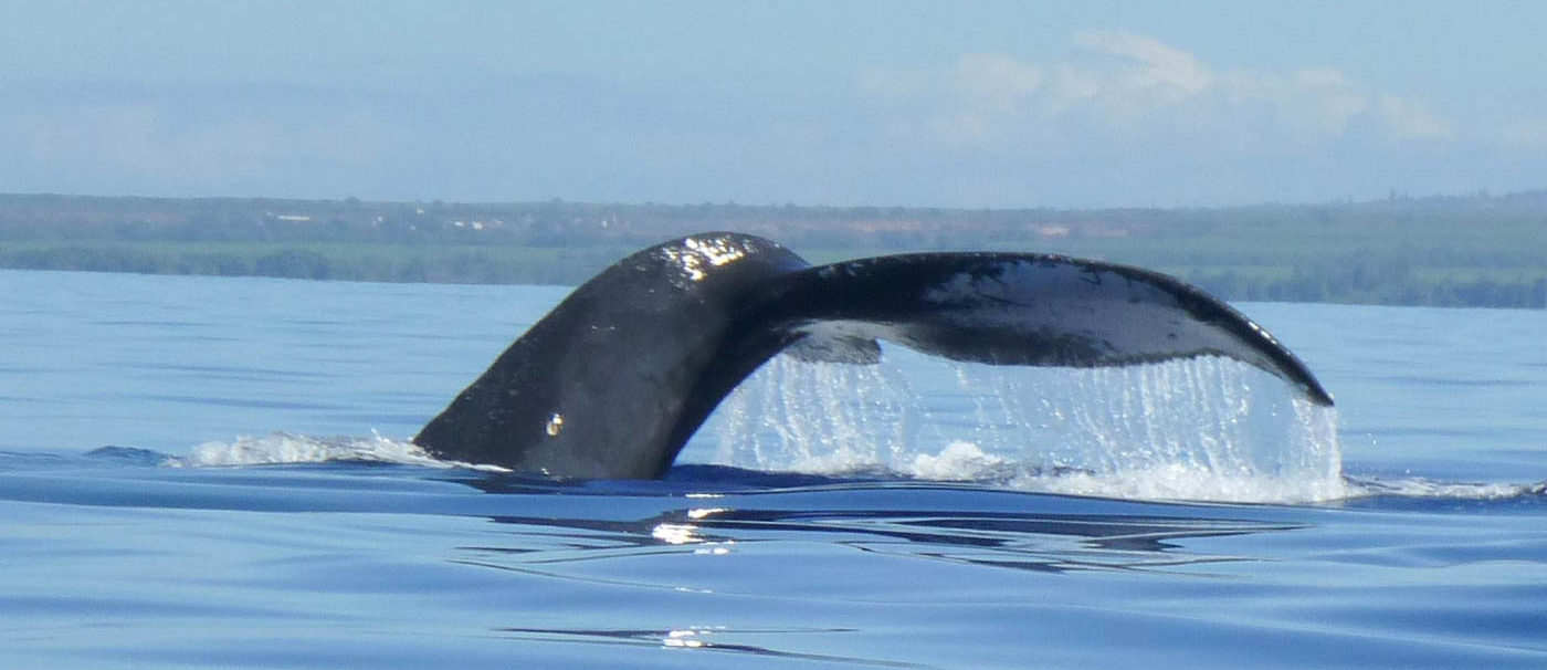 Maui's Humpback Whales - Maui Magic Snorkel